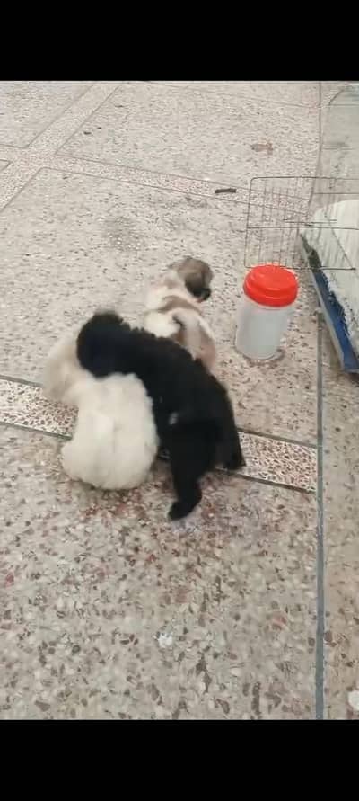 shih tzu puppies