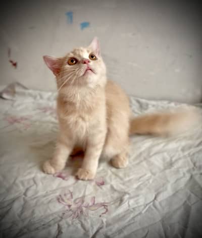 Persian female kitten 5.5 age