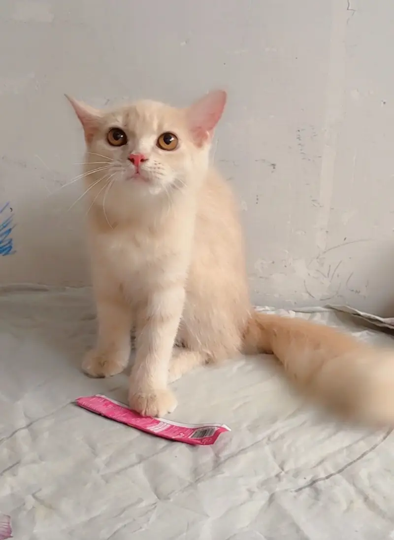 Persian female kitten 5.5 age — photo 2
