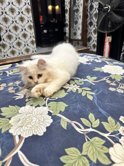 Person healthy cat white