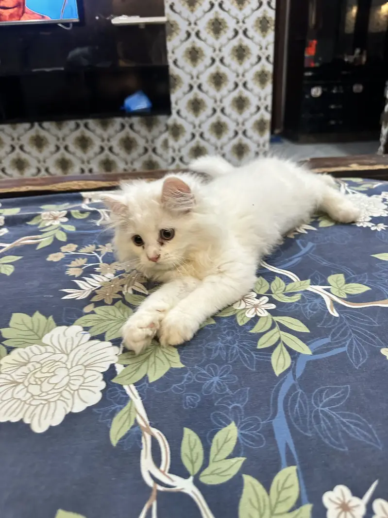 Person healthy cat white — photo 2
