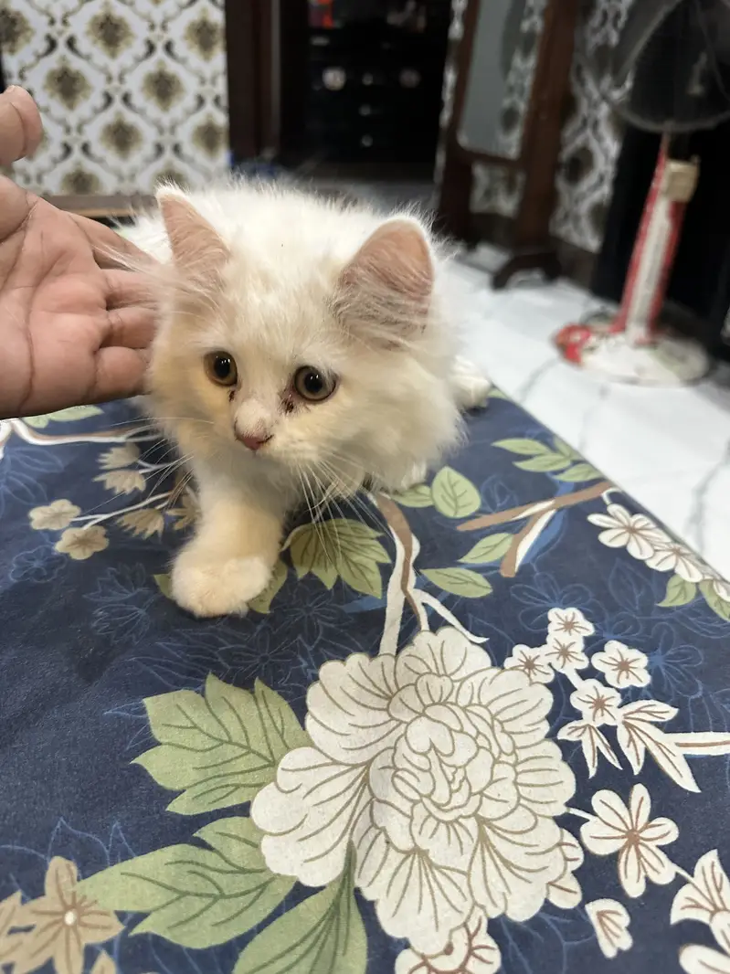Person healthy cat white — photo 3