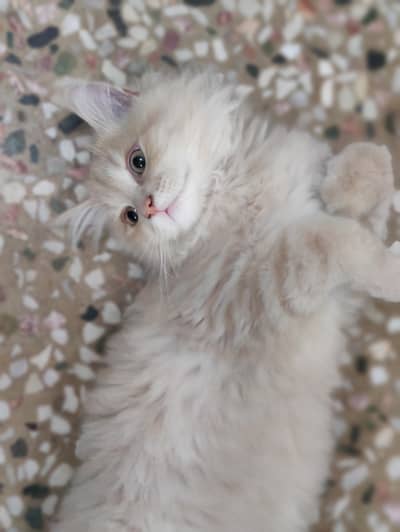 Pure breed persian cat triple layer for sale
