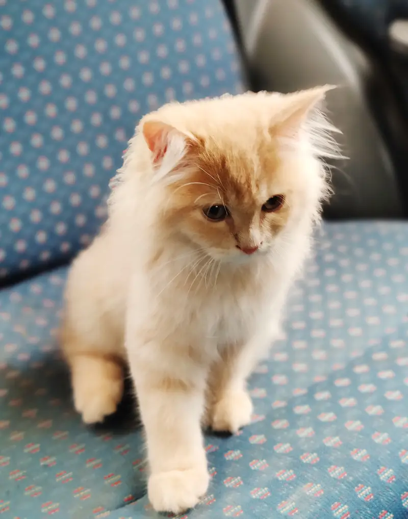 Pure breed persian cat triple layer for sale — photo 2