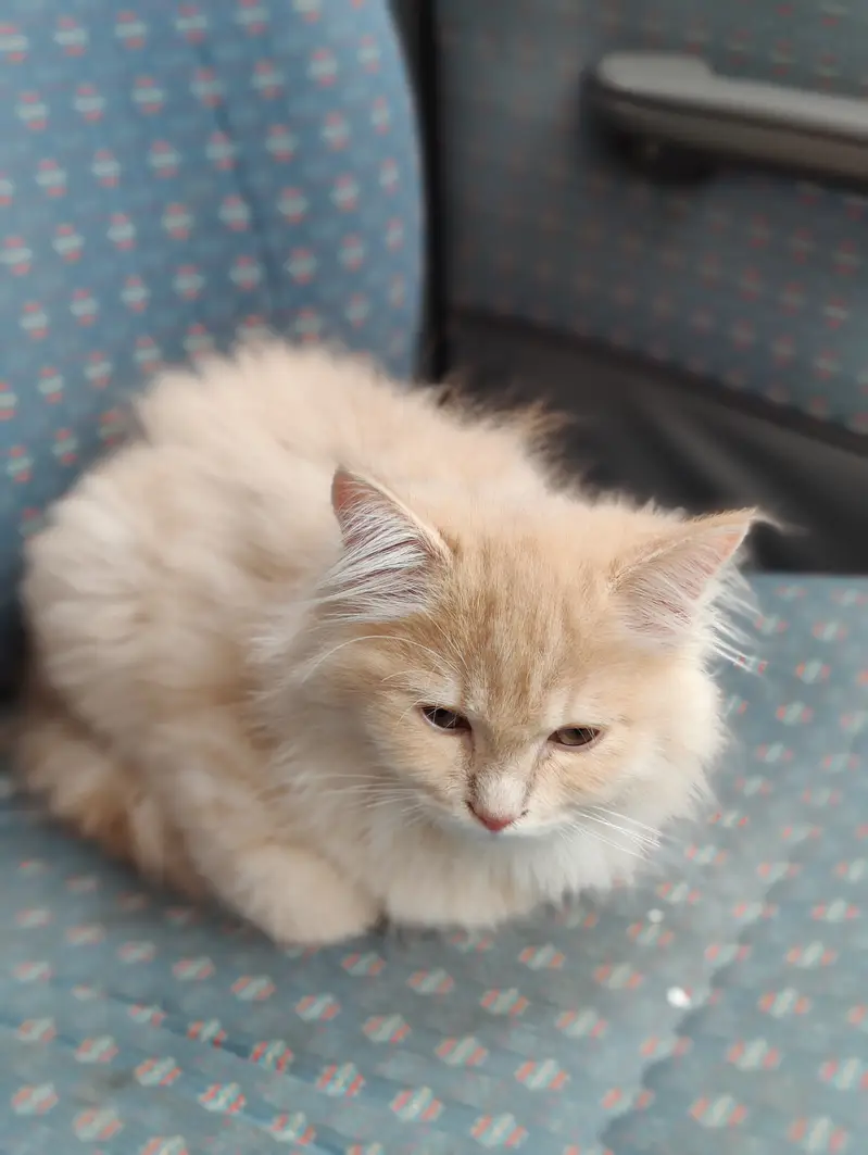 Pure breed persian cat triple layer for sale — photo 3