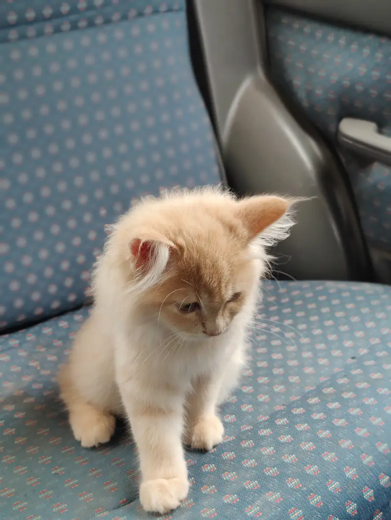 Pure breed persian cat triple layer for sale — photo 4