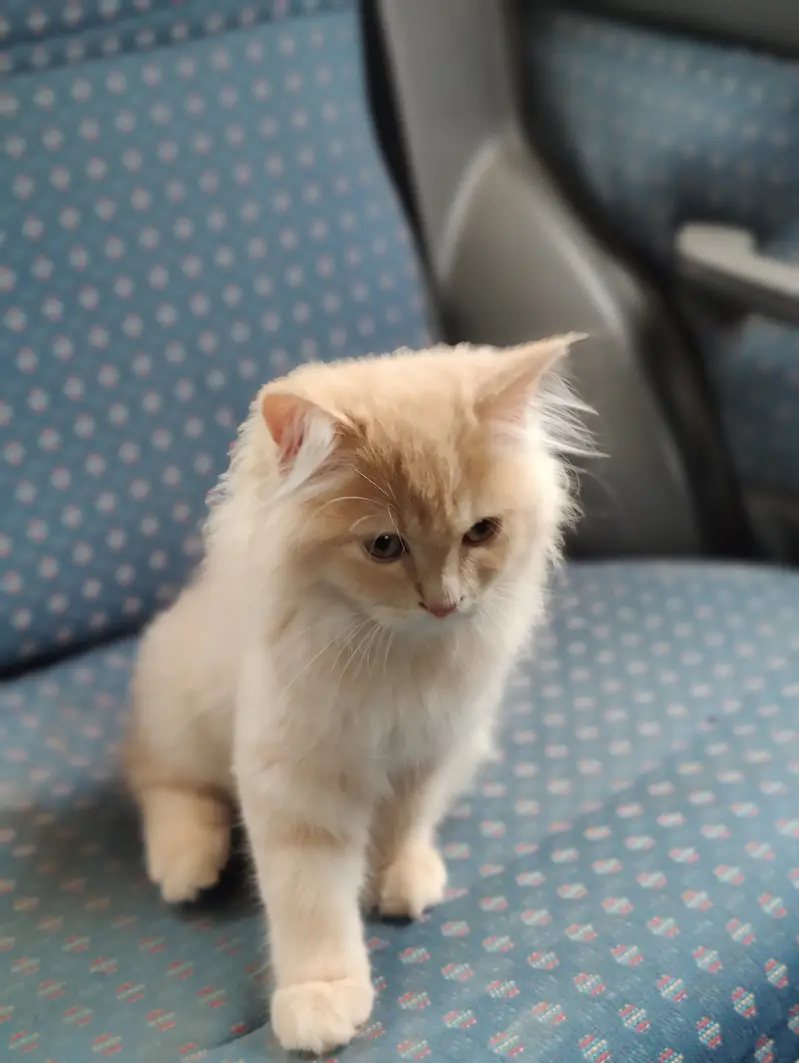 Pure breed persian cat triple layer for sale — photo 5