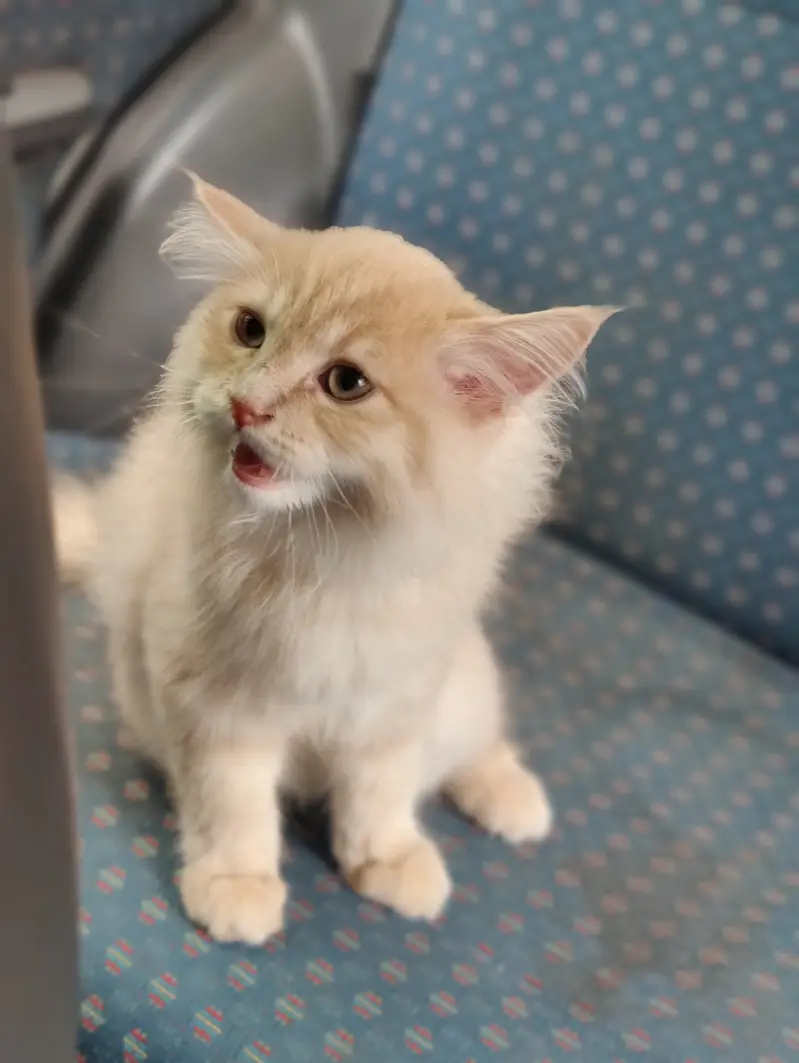 Pure breed persian cat triple layer for sale — photo 6