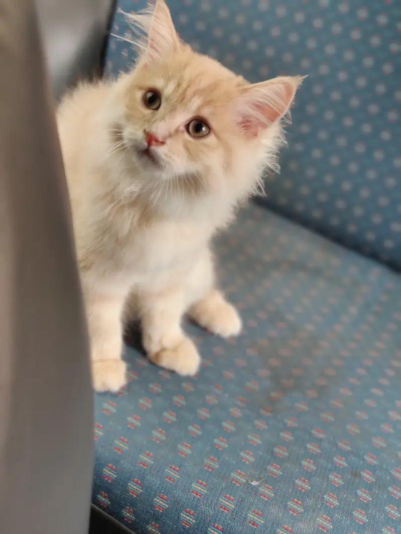 Pure breed persian cat triple layer for sale — photo 7