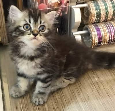 Persian kittens
