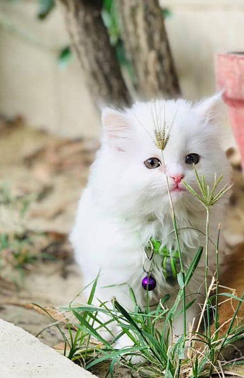 Persian kittens 1