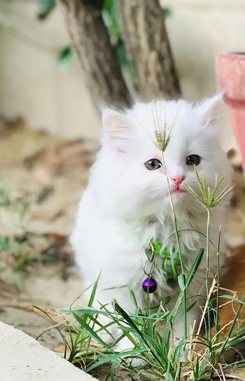 Persian kittens — photo 2