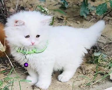 Persian kittens 2