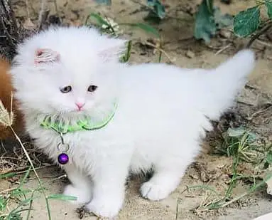 Persian kittens — photo 3