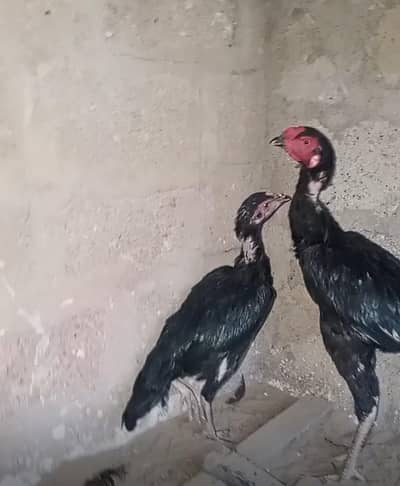Aseel Mianwalo Pair