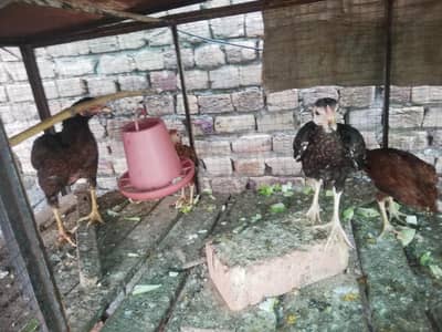 Desi hen with 3 chicks