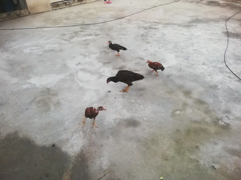 Desi hen with 3 chicks — photo 2