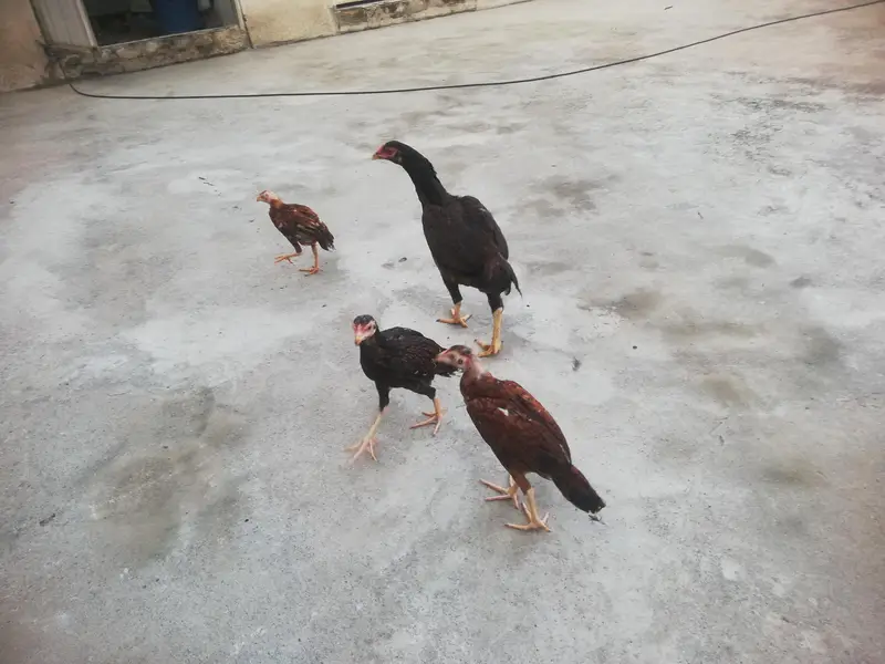 Desi hen with 3 chicks — photo 3