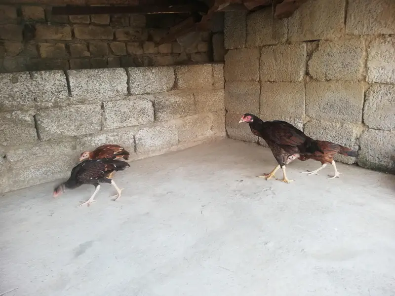 Desi hen with 3 chicks — photo 4
