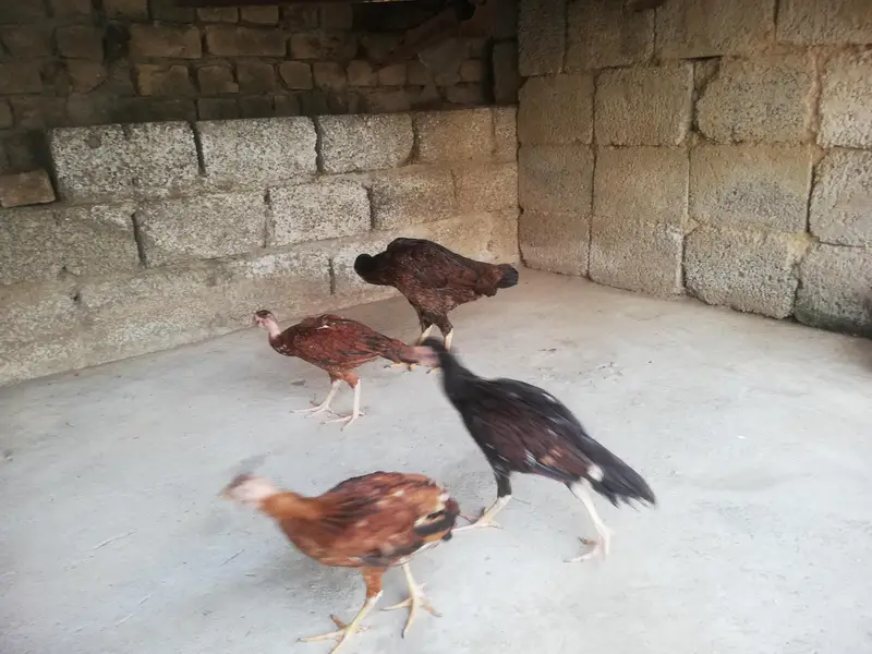 Desi hen with 3 chicks — photo 5