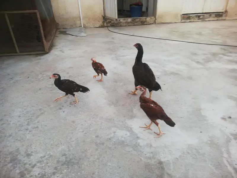 Desi hen with 3 chicks — photo 6