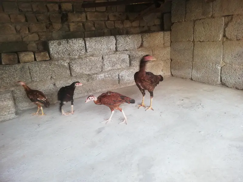 Desi hen with 3 chicks — photo 7