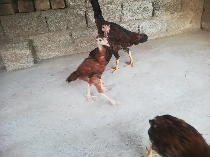 Desi hen with 3 chicks — photo 8
