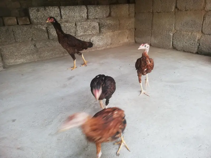 Desi hen with 3 chicks — photo 9