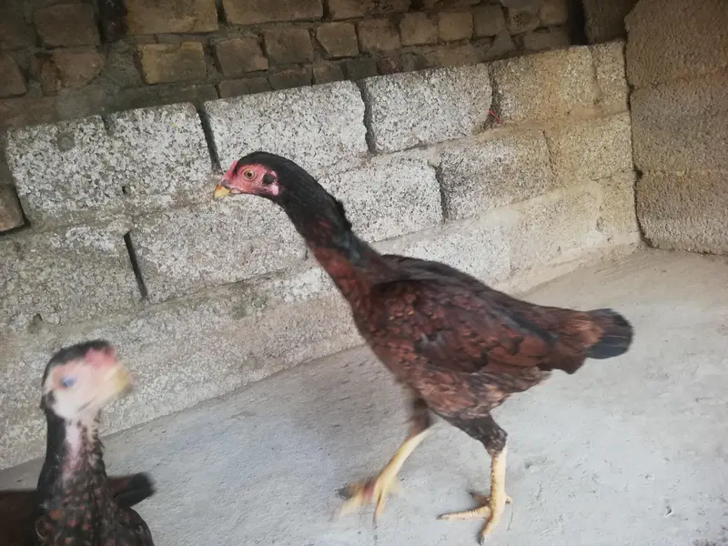 Desi hen with 3 chicks — photo 10