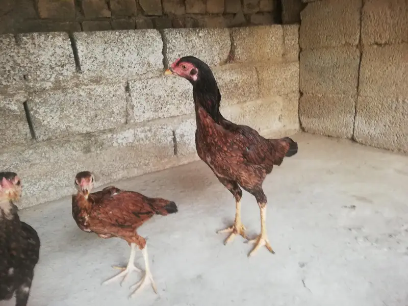 Desi hen with 3 chicks — photo 11