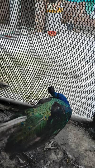 Healthy and active breeder pair of peacock
