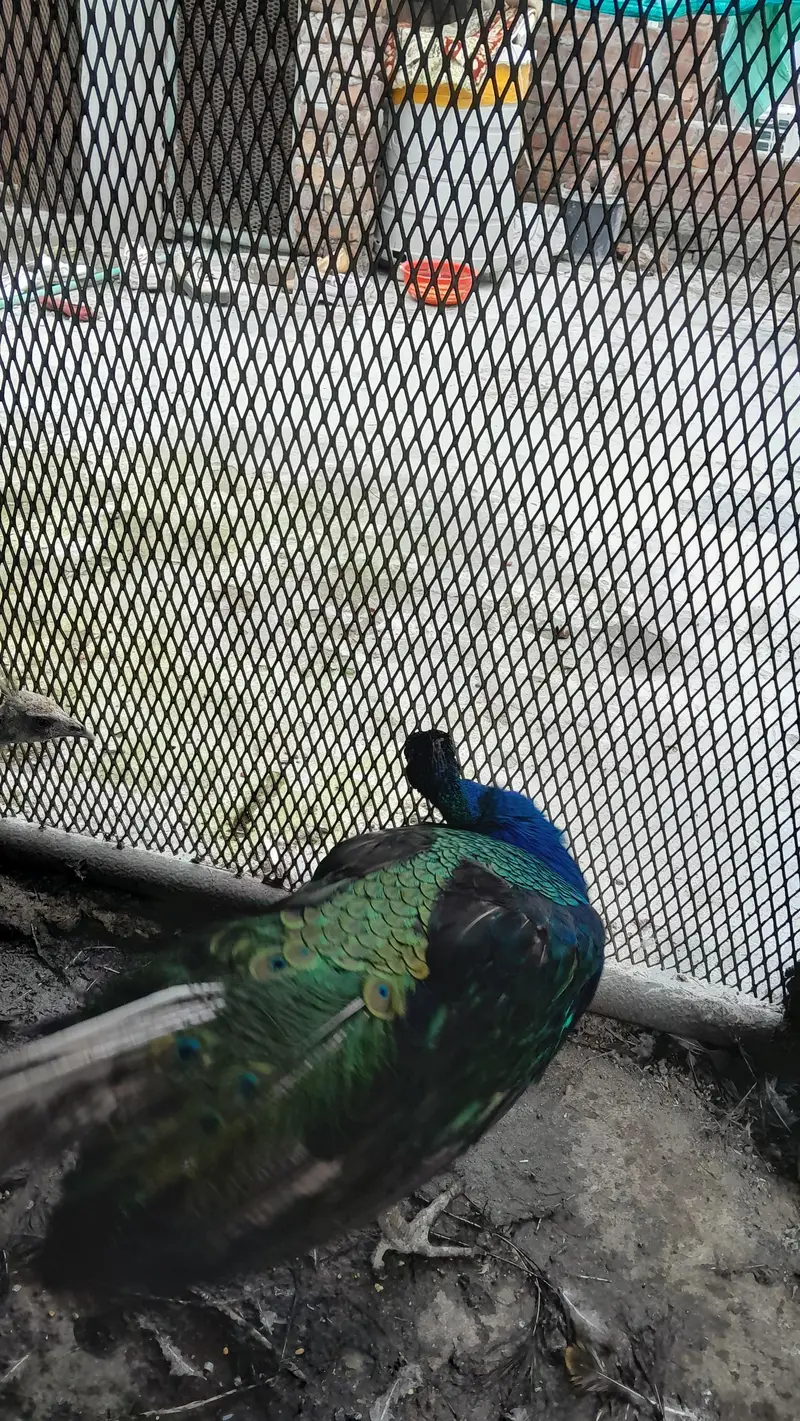 Healthy and active breeder pair of peacock