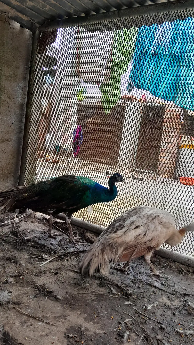Healthy and active breeder pair of peacock — photo 2