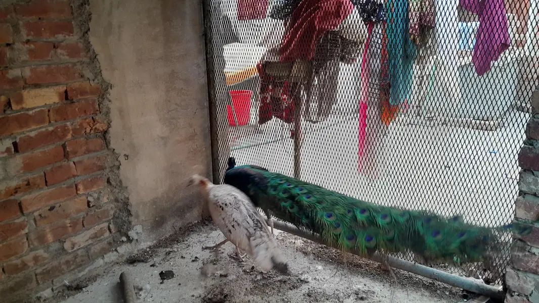 Healthy and active breeder pair of peacock — photo 3