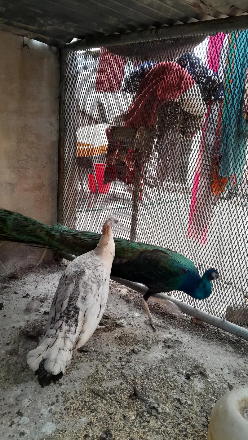 Healthy and active breeder pair of peacock — photo 4