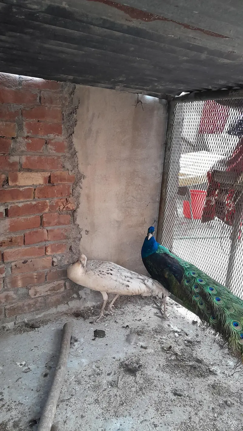 Healthy and active breeder pair of peacock — photo 5