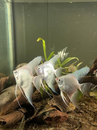 Angel Fish || dragon betta female || wild betta female rare ||