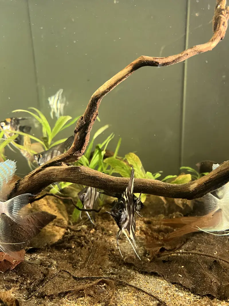 Angel Fish || dragon betta female || wild betta female rare || — photo 2