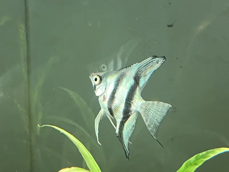 Angel Fish || dragon betta female || wild betta female rare || — photo 3