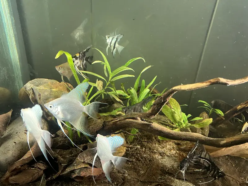 Angel Fish || dragon betta female || wild betta female rare || — photo 4
