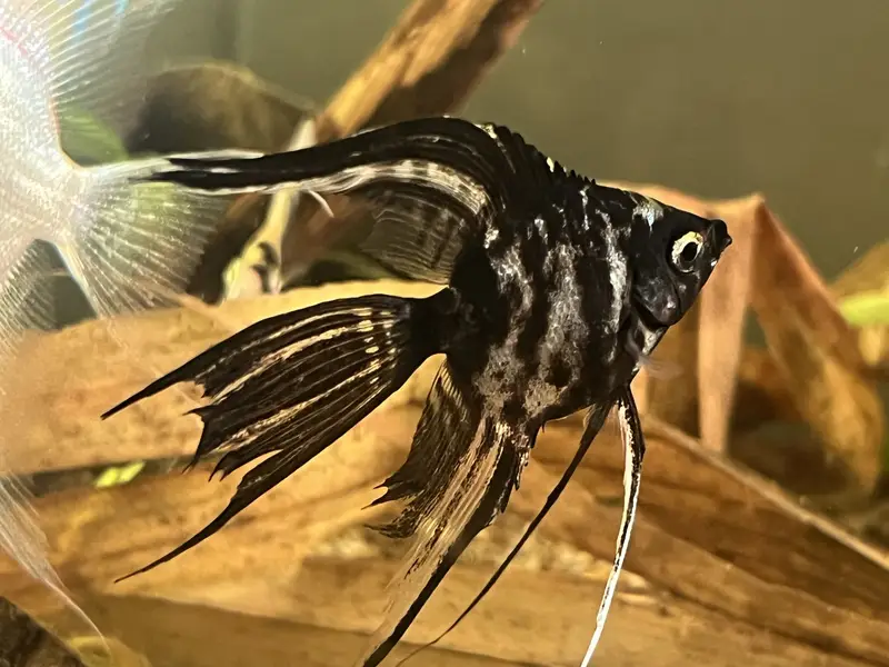 Angel Fish || dragon betta female || wild betta female rare || — photo 5
