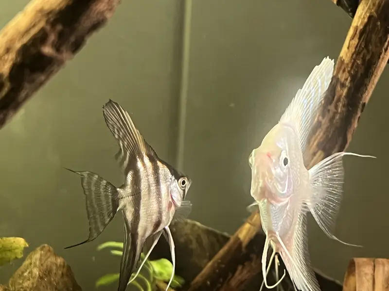 Angel Fish || dragon betta female || wild betta female rare || — photo 6