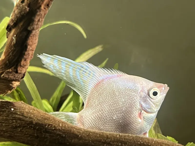 Angel Fish || dragon betta female || wild betta female rare || — photo 7