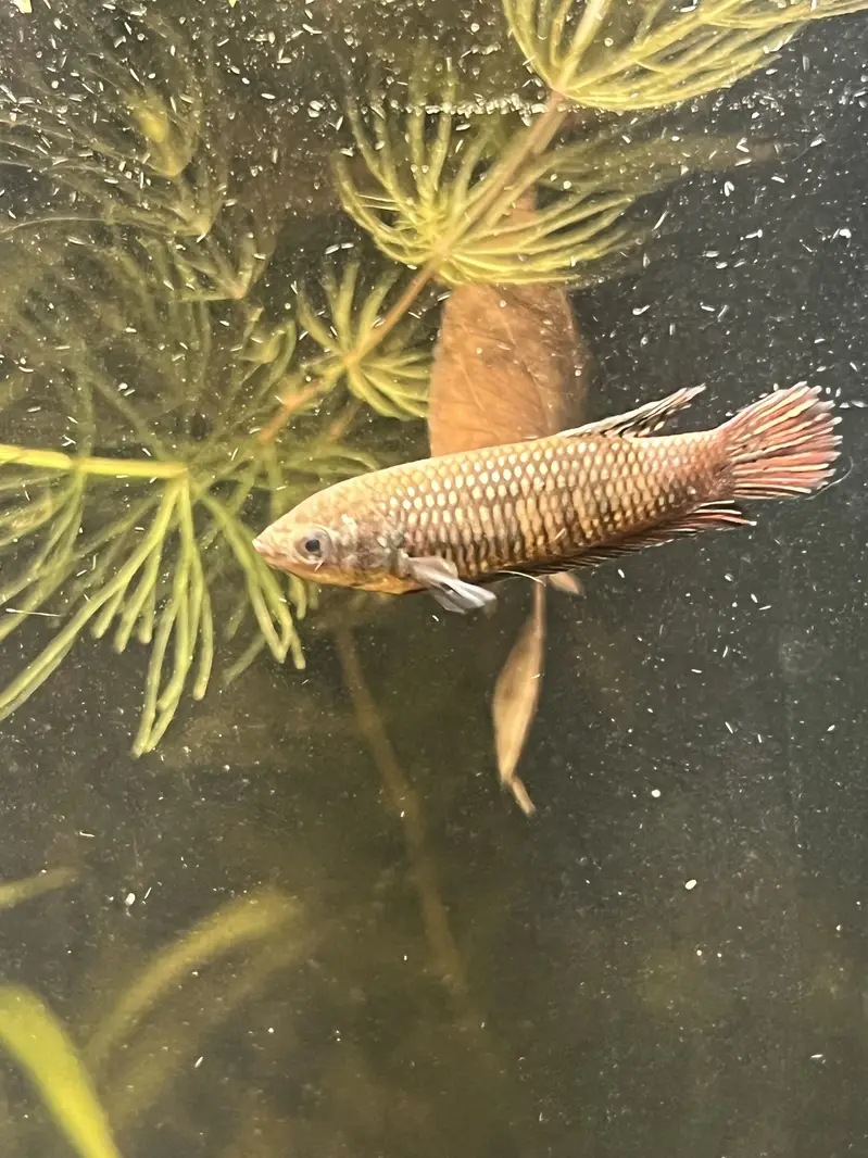Angel Fish || dragon betta female || wild betta female rare || — photo 8