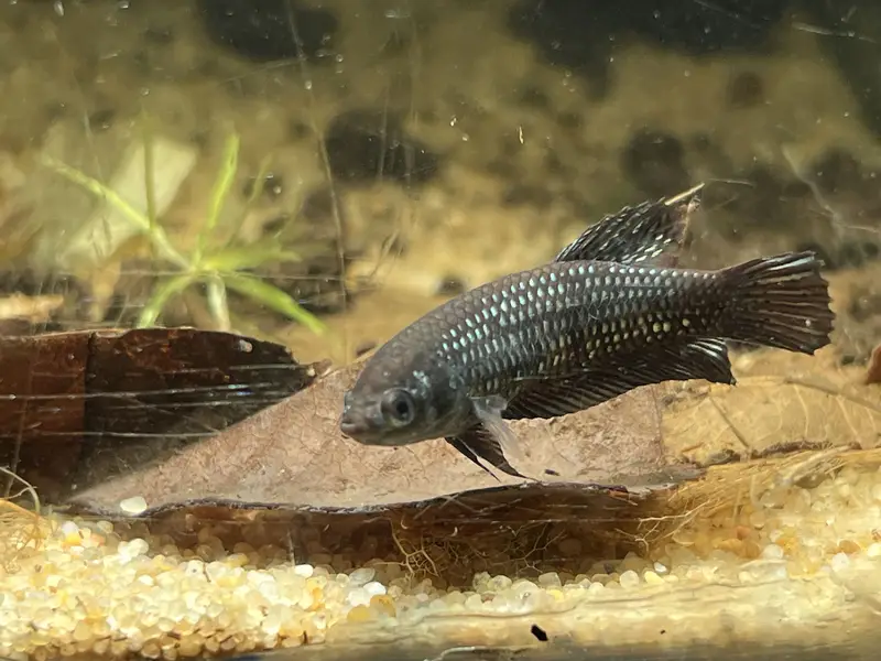 Angel Fish || dragon betta female || wild betta female rare || — photo 9