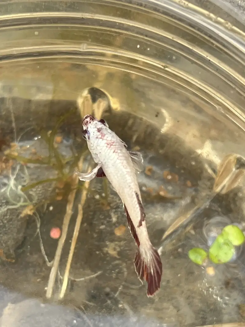 Angel Fish || dragon betta female || wild betta female rare || — photo 10