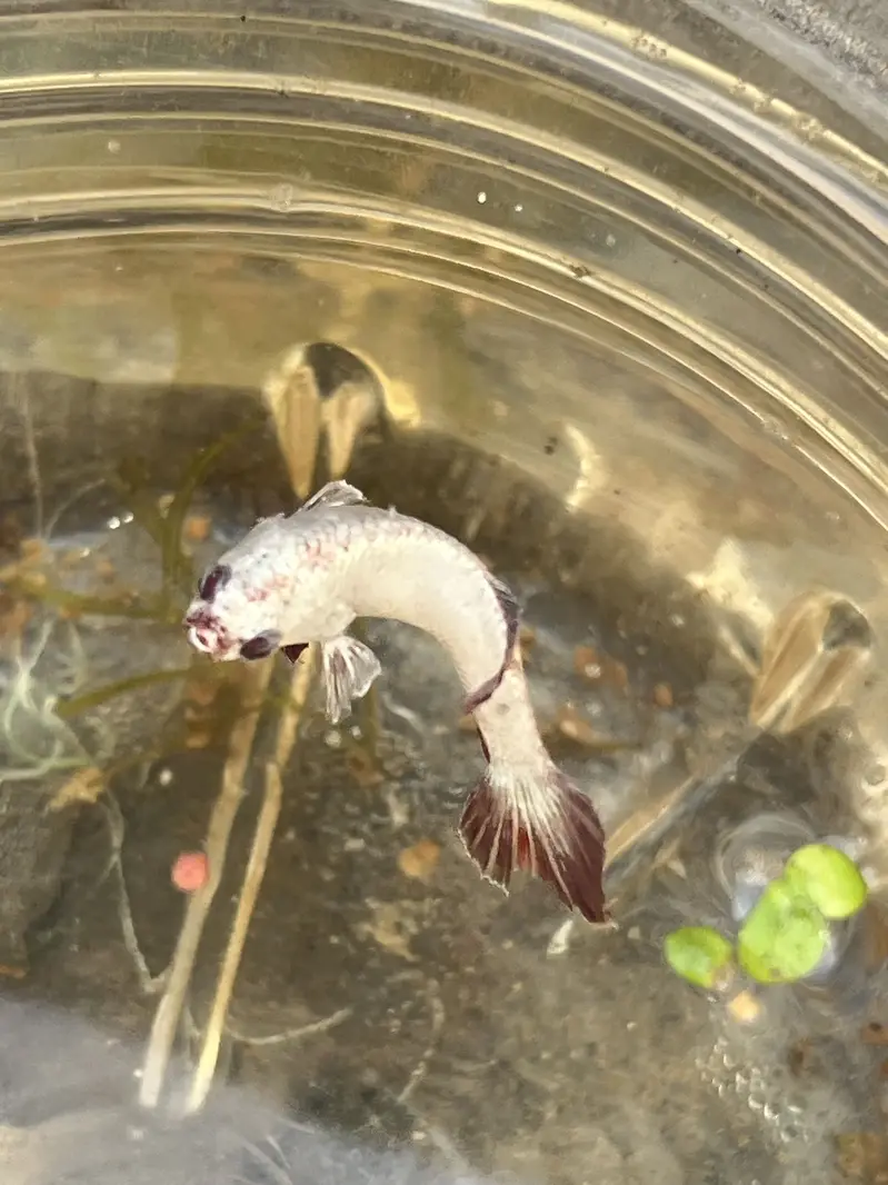 Angel Fish || dragon betta female || wild betta female rare || — photo 11