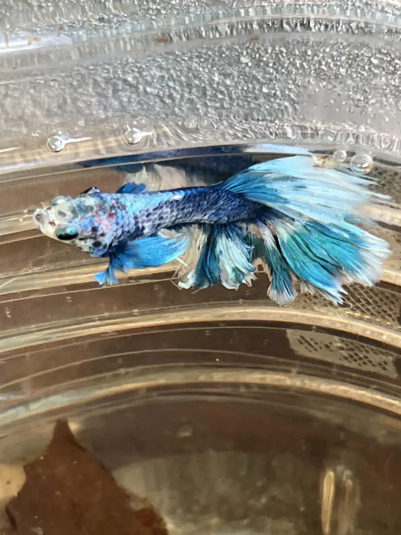 Angel Fish || dragon betta female || wild betta female rare || — photo 12