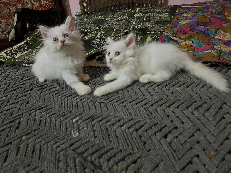 Blue eyes Triple cotted pair — photo 2