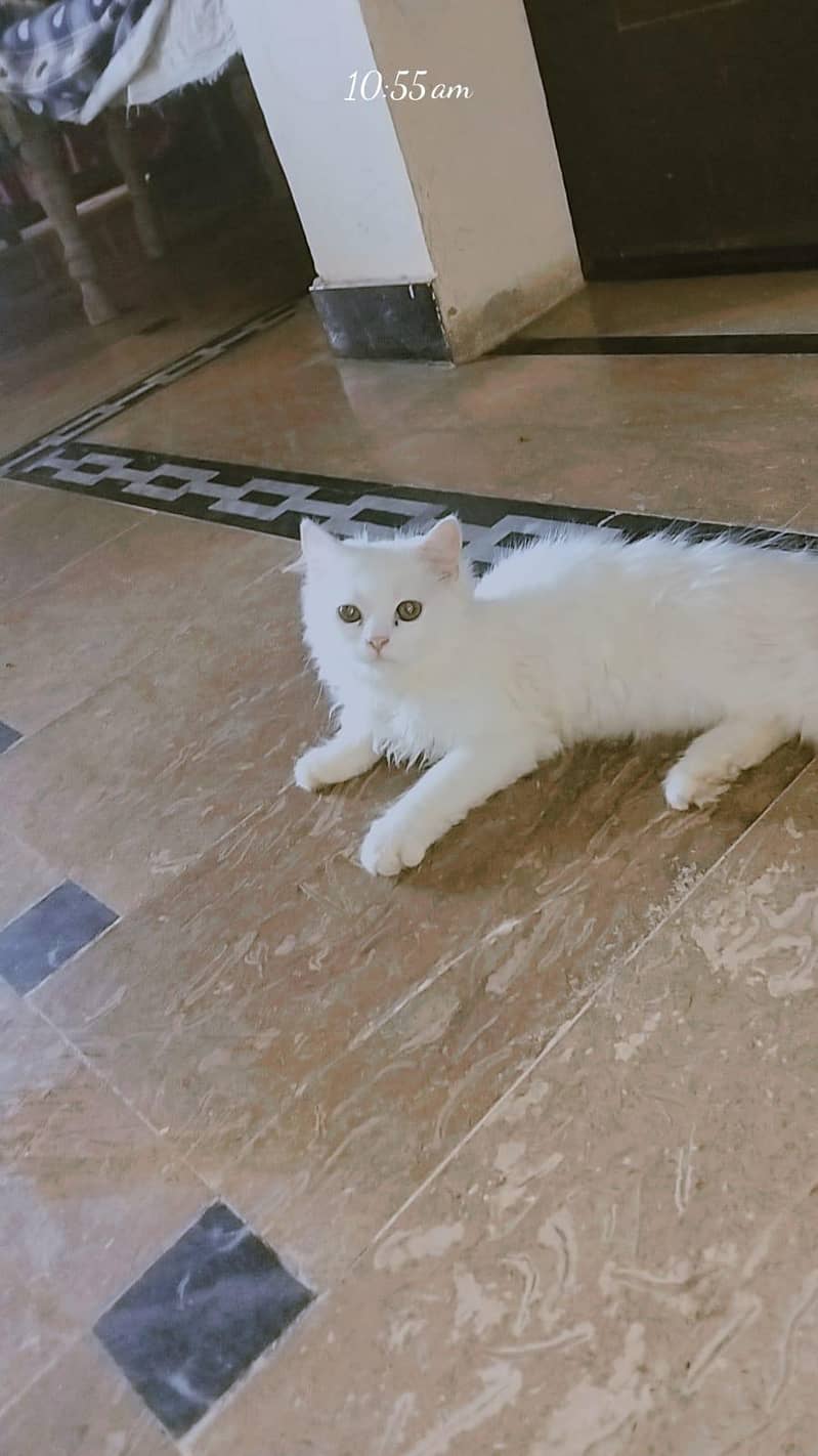 kitten 0